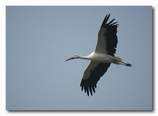 Cicogna bianca - Ciconia ciconia. Vita da ......